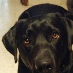 Profile picture of Lochart