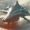Profile photo of Crusher531